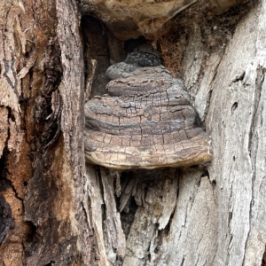 Phellinus sp. (non-resupinate) at Watson, ACT - 23 Mar 2023