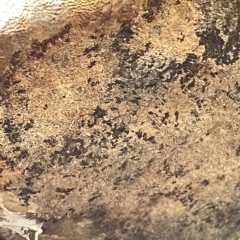 Phellinus sp. (non-resupinate) at Watson, ACT - 23 Mar 2023