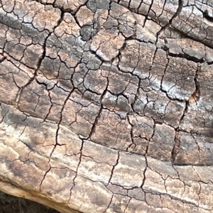 Phellinus sp. (non-resupinate) at Watson, ACT - 23 Mar 2023