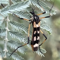 Gynoplistia (Gynoplistia) bella (A crane fly) at Watson, ACT - 23 Mar 2023 by Hejor1