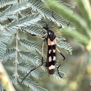 Gynoplistia (Gynoplistia) bella at Watson, ACT - 23 Mar 2023