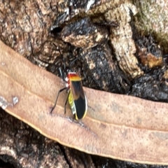 Dindymus versicolor (Harlequin Bug) at Watson Green Space - 23 Mar 2023 by Hejor1