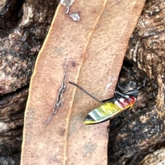 Dindymus versicolor at Watson, ACT - 23 Mar 2023