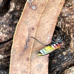 Dindymus versicolor at Watson, ACT - 23 Mar 2023