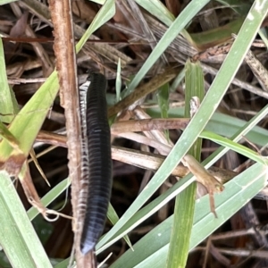 Ommatoiulus moreleti at Watson, ACT - 23 Mar 2023 02:46 PM