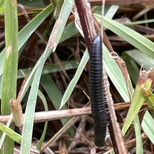 Ommatoiulus moreleti at Watson, ACT - 23 Mar 2023 02:46 PM