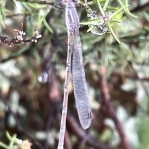 Austrolestes leda at Watson Green Space - 23 Mar 2023 02:41 PM