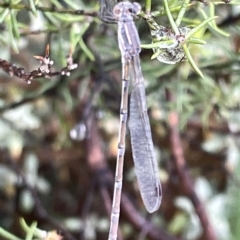 Austrolestes leda at Watson Green Space - 23 Mar 2023