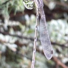 Austrolestes leda at Watson Green Space - 23 Mar 2023