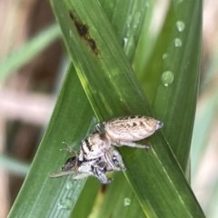 Opisthoncus nigrofemoratus at Watson, ACT - 23 Mar 2023