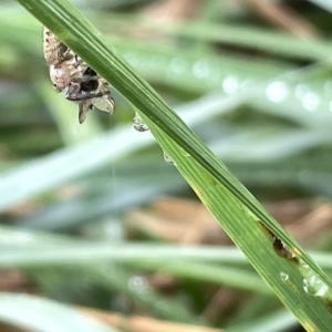 Opisthoncus nigrofemoratus at Watson, ACT - 23 Mar 2023