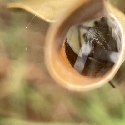 Phonognatha graeffei (Leaf Curling Spider) at Watson, ACT - 23 Mar 2023 by Hejor1