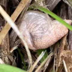Deroceras reticulatum (Grey Field Slug) at Watson, ACT - 23 Mar 2023 by Hejor1