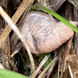 Deroceras reticulatum (Grey Field Slug) at Watson, ACT by Hejor1