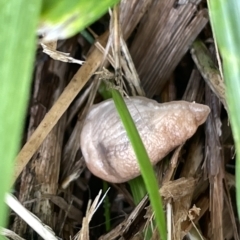 Deroceras reticulatum at Watson, ACT - 23 Mar 2023