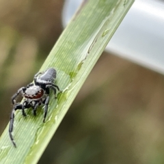 Opisthoncus grassator (Jumping spider) at Watson Green Space - 23 Mar 2023 by Hejor1