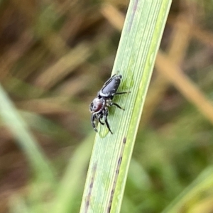 Opisthoncus grassator at Watson, ACT - 23 Mar 2023