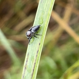 Opisthoncus grassator at Watson, ACT - 23 Mar 2023