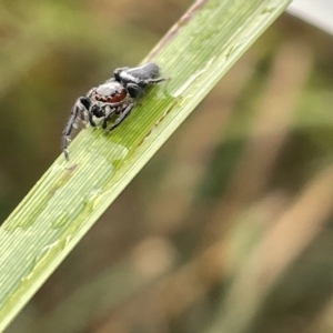 Opisthoncus grassator at Watson, ACT - 23 Mar 2023