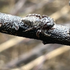 Unidentified Jumping or peacock spider (Salticidae) at Watson, ACT - 23 Mar 2023 by Hejor1