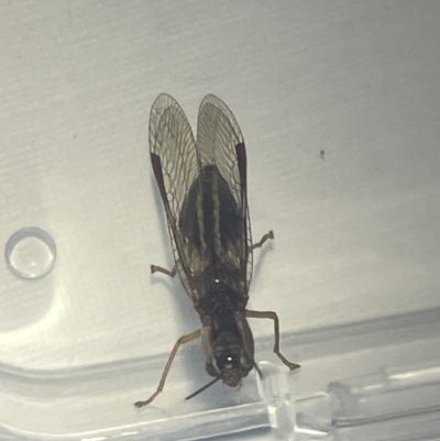 Campion sp. (genus) (Mantis Fly) at Braddon, ACT - 23 Mar 2023 by Hejor1
