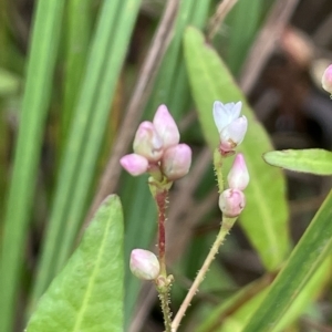 Persicaria praetermissa at Braidwood, NSW - 22 Mar 2023 01:35 PM