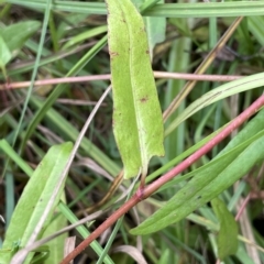 Persicaria praetermissa at Braidwood, NSW - 22 Mar 2023 01:35 PM