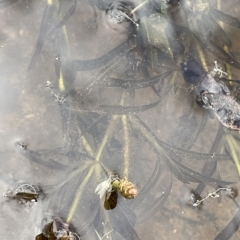 Potamogeton ochreatus (Blunt Pondweed) at QPRC LGA - 22 Mar 2023 by JaneR