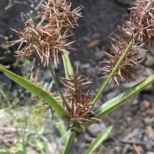 Cyperus lucidus at Krawarree, NSW - 22 Mar 2023 04:06 PM