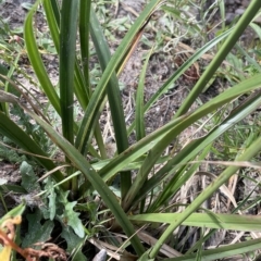 Cyperus lucidus at Krawarree, NSW - 22 Mar 2023 04:06 PM