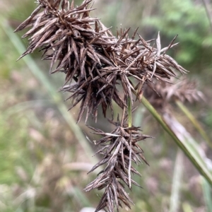 Cyperus lucidus at Krawarree, NSW - 22 Mar 2023