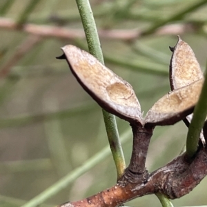 Hakea microcarpa at Krawarree, NSW - 22 Mar 2023 05:04 PM