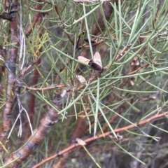 Hakea microcarpa at Krawarree, NSW - 22 Mar 2023 05:04 PM