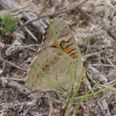 Junonia villida (Meadow Argus) at Mount Taylor - 22 Mar 2023 by MatthewFrawley