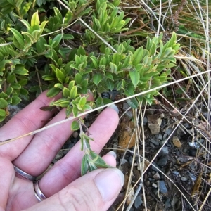 Podolobium alpestre at Cabramurra, NSW - 23 Mar 2023