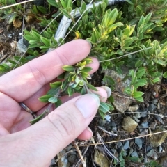 Podolobium alpestre at Cabramurra, NSW - 23 Mar 2023