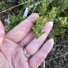 Podolobium alpestre at Cabramurra, NSW - 23 Mar 2023