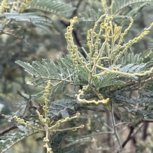 Acacia dealbata (Silver Wattle) at Krawarree, NSW by JaneR