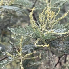 Acacia dealbata (Silver Wattle) at Krawarree, NSW - 22 Mar 2023 by JaneR