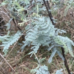 Acacia dealbata at Krawarree, NSW - 22 Mar 2023 04:41 PM