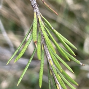 Callistemon pityoides at Krawarree, NSW - 22 Mar 2023