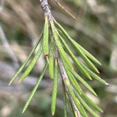 Callistemon pityoides (Alpine Bottlebrush) at Krawarree, NSW - 22 Mar 2023 by JaneR