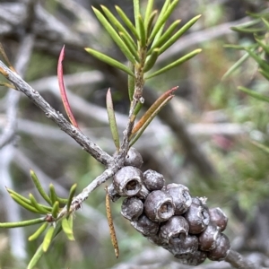 Callistemon pityoides at Krawarree, NSW - 22 Mar 2023