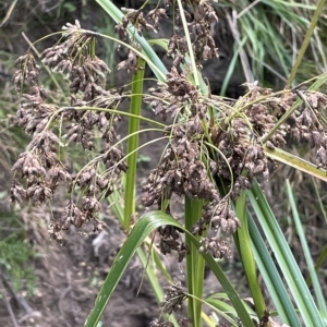 Scirpus polystachyus at QPRC LGA - 22 Mar 2023 04:10 PM