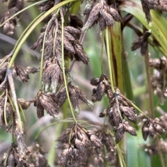 Scirpus polystachyus at QPRC LGA - 22 Mar 2023 04:10 PM