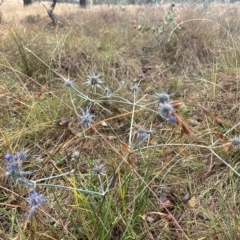 Eryngium ovinum (Blue Devil) at Mulligans Flat - 23 Mar 2023 by JasonC