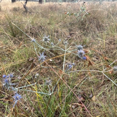 Eryngium ovinum (Blue Devil) at Throsby, ACT - 23 Mar 2023 by JasonC