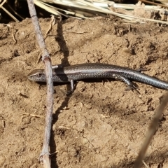 Lampropholis guichenoti (Common Garden Skink) at Wambrook, NSW - 23 Mar 2023 by Mike