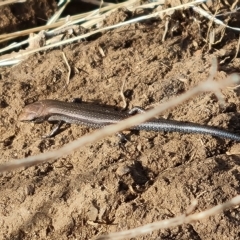 Lampropholis guichenoti at Wambrook, NSW - 23 Mar 2023