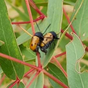 Cadmus (Cadmus) litigiosus at Wambrook, NSW - suppressed